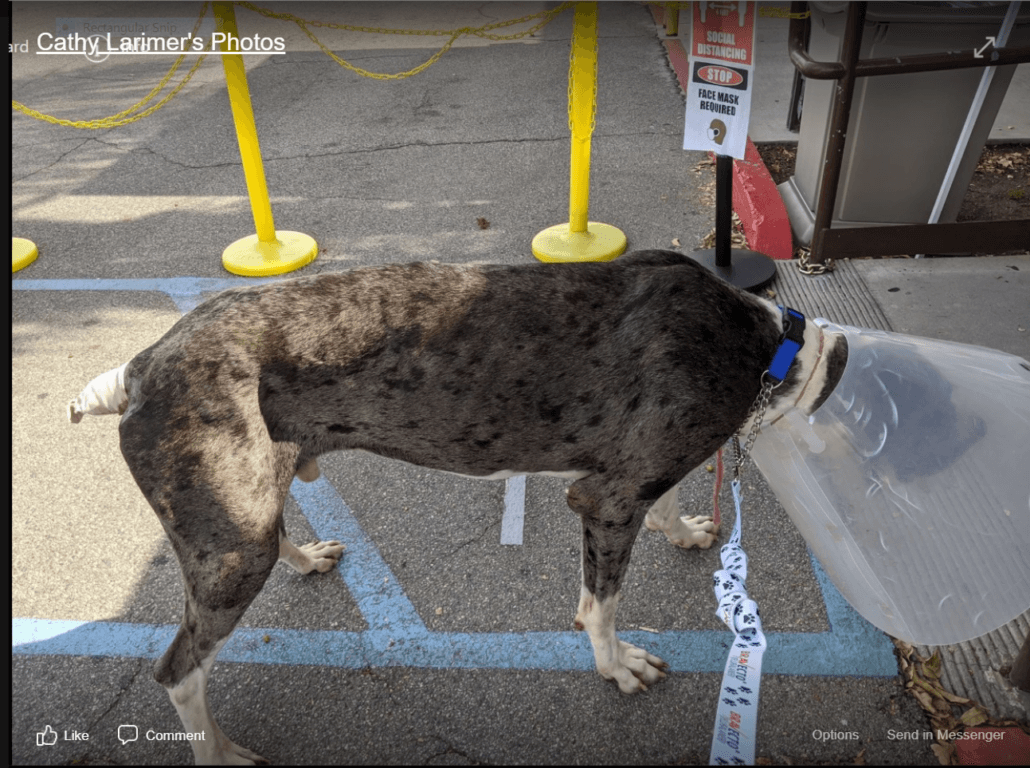 great-dane-rescued-cathy-1030x768-1