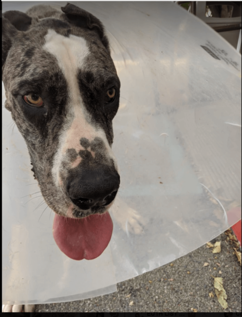 Great Dane rescued Cathy 2