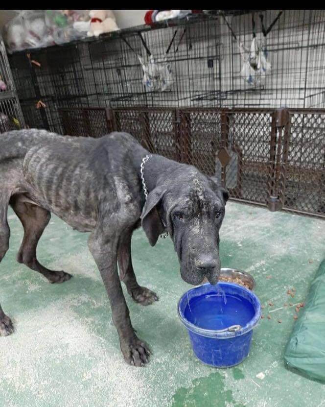 great-dane-texas-2