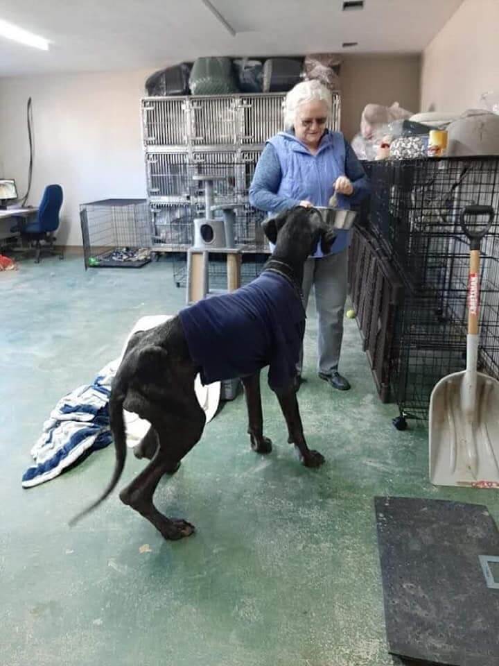 great-dane-texas