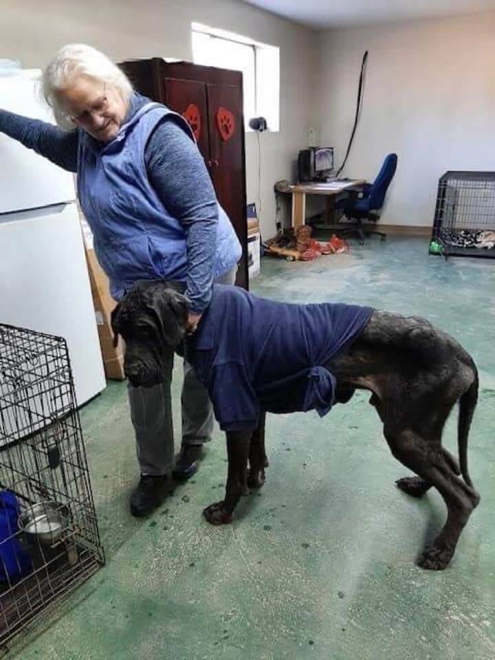 great-dane-texas1