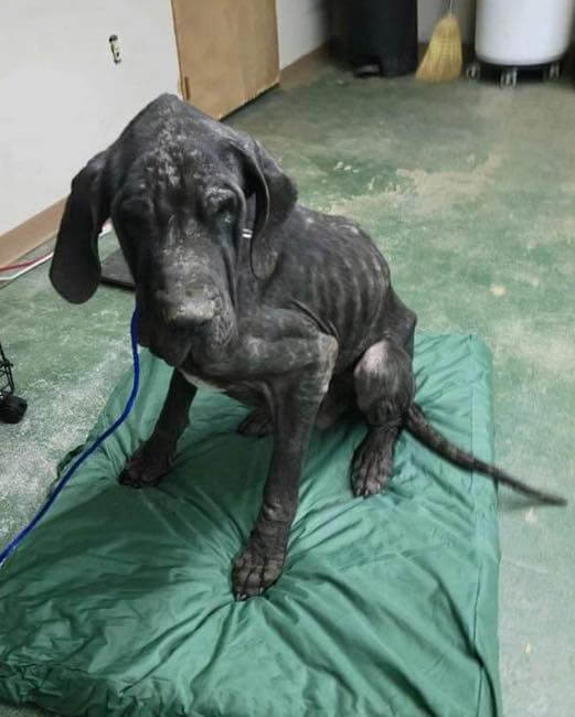 Neglected and abused Great Dane had been stuck in Texas shelter until rescuers called out to their village for help