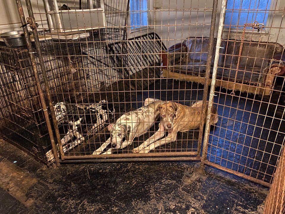 33 Great Danes living in filth and waste seized from Washington D.C. home