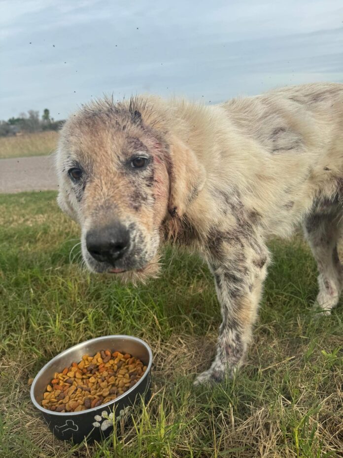Great Pyrenees abandoned and struck by car needs rescue from Texas field