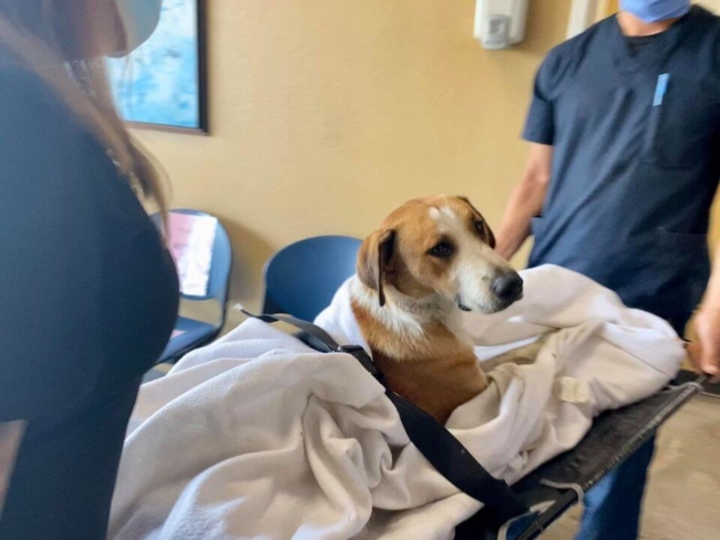 Rescued from shelter at last moment: ‘Greg is not going to die today’