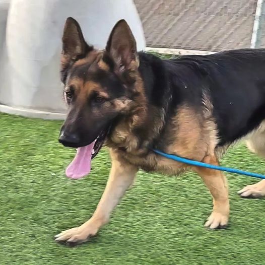 Handsome 2 year old German shepherd’s rescue pleas have expired and he’s euth’ listed