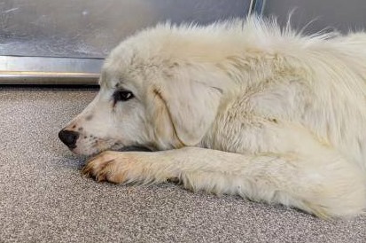 Greta: Beautiful Great Pyrenees stuck in Texas shelter with no interest