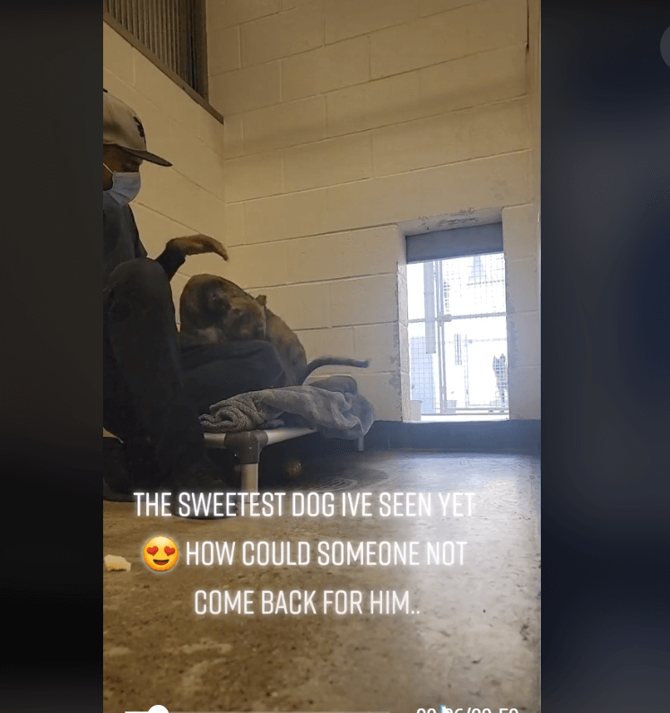 Owners of lost greyhound found by Los Angeles shelter ‘might not come for him’