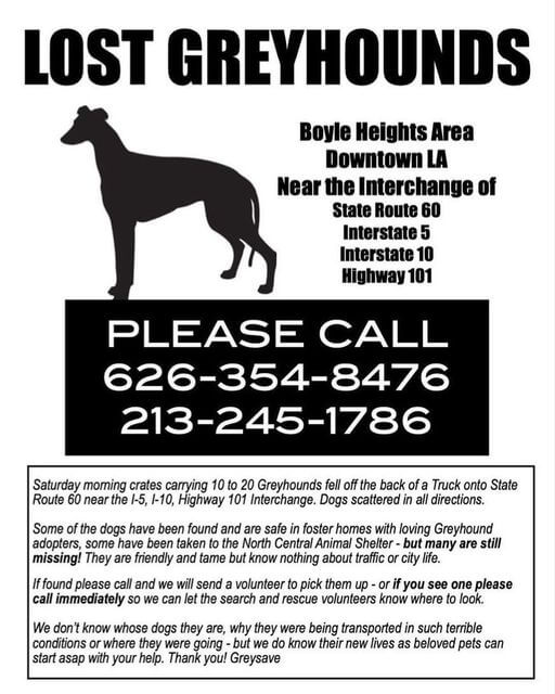 greyhounds-8-3