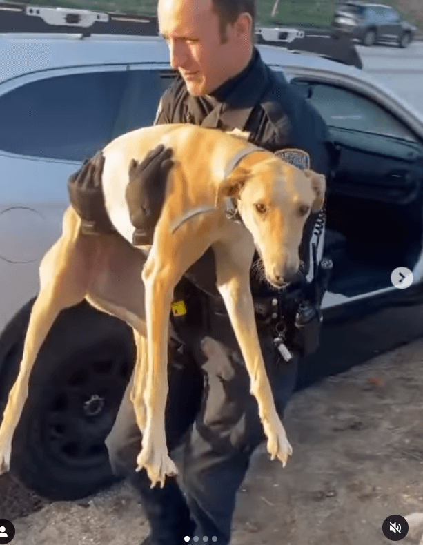 Eight greyhounds in huge box who fell off truck onto Boyle Heights freeway rescued
