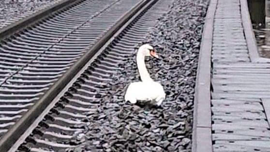 Grieving swan refused to budge from train tracks after her mate was killed
