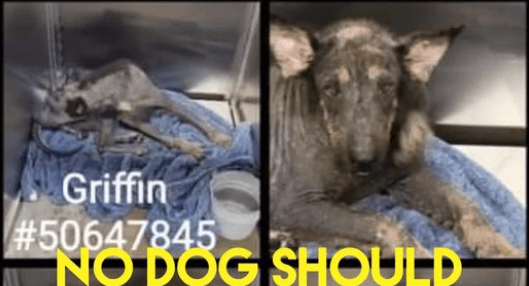 No German shepherd should look like this: Time running out for this puppy
