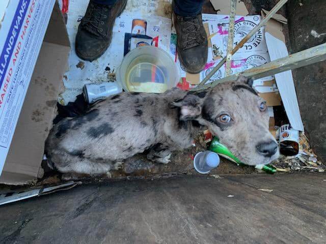 Heartless human threw puppies away in Scranton dumpster