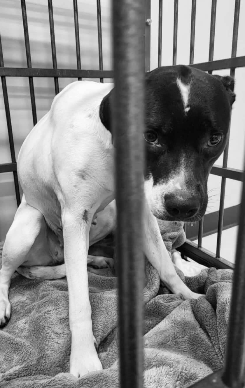 Terrified and broken shelter dog who shakes and cowers in her kennel needs a miracle
