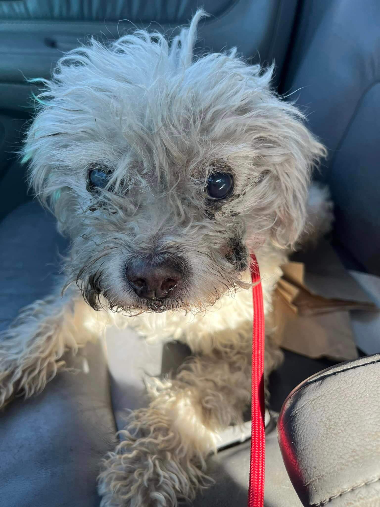 Stray fluff ball had been on street over a year and people threw rocks at her