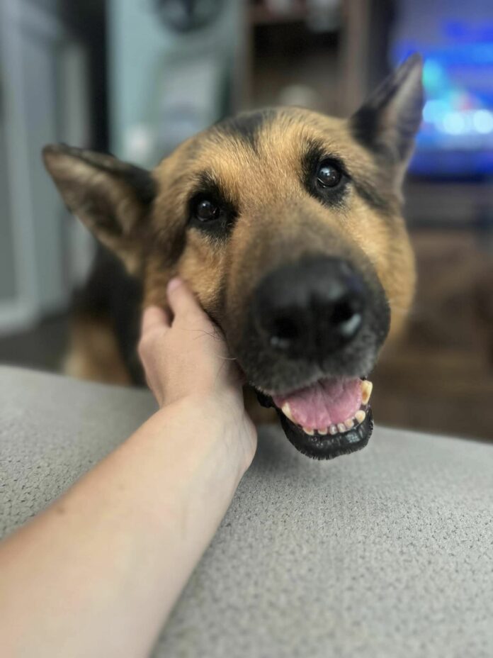 UPDATE: Retired bomb detection dog surrendered to shelter in poor condition needs soft retirement home