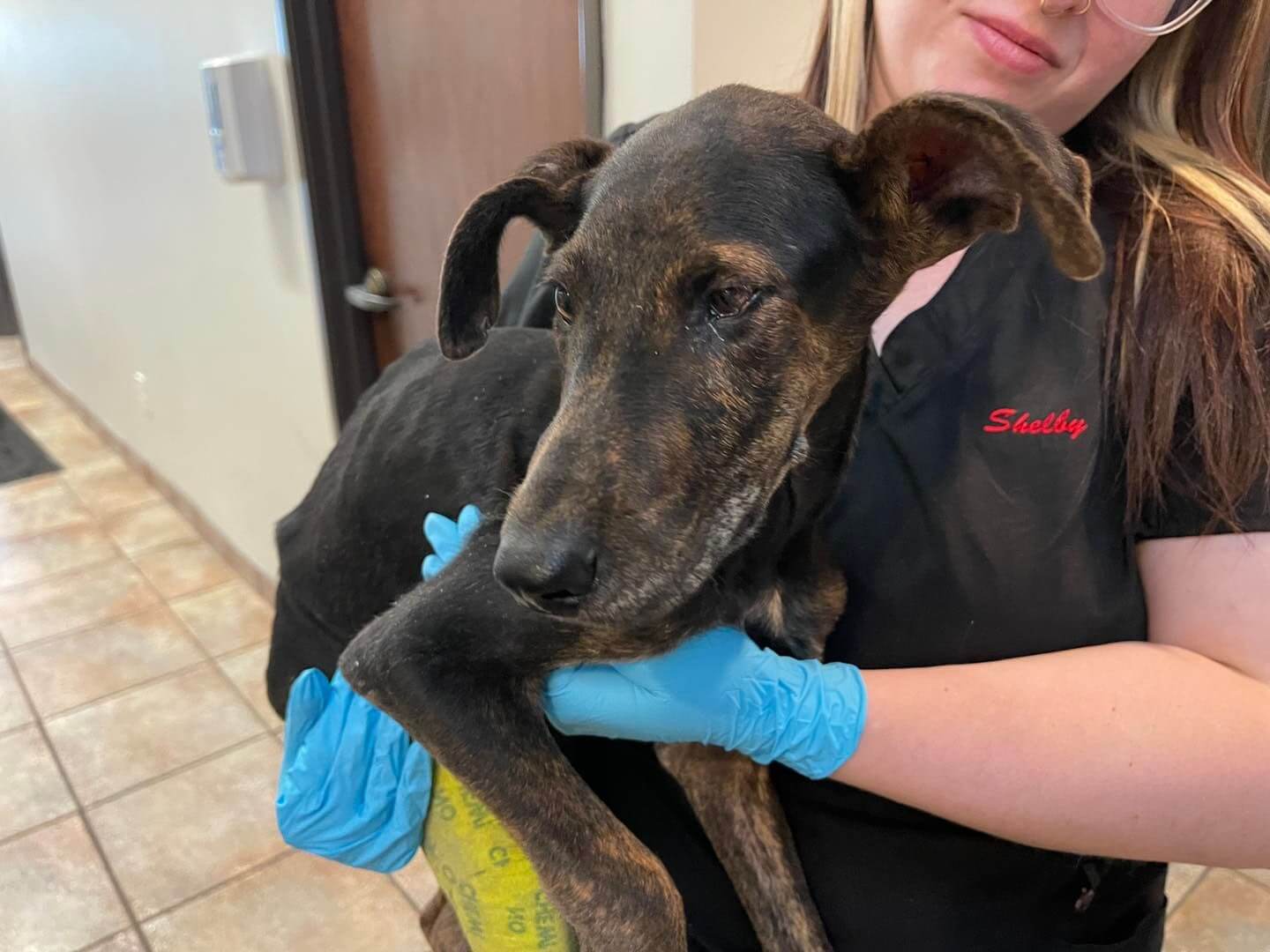 Puppy went straight from hell to winning the jackpot at Texas rescue