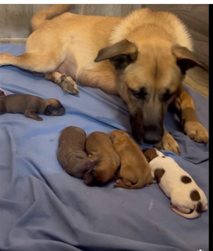 Mother dog who just weaned her puppies takes on a litter of dumped newborns with love