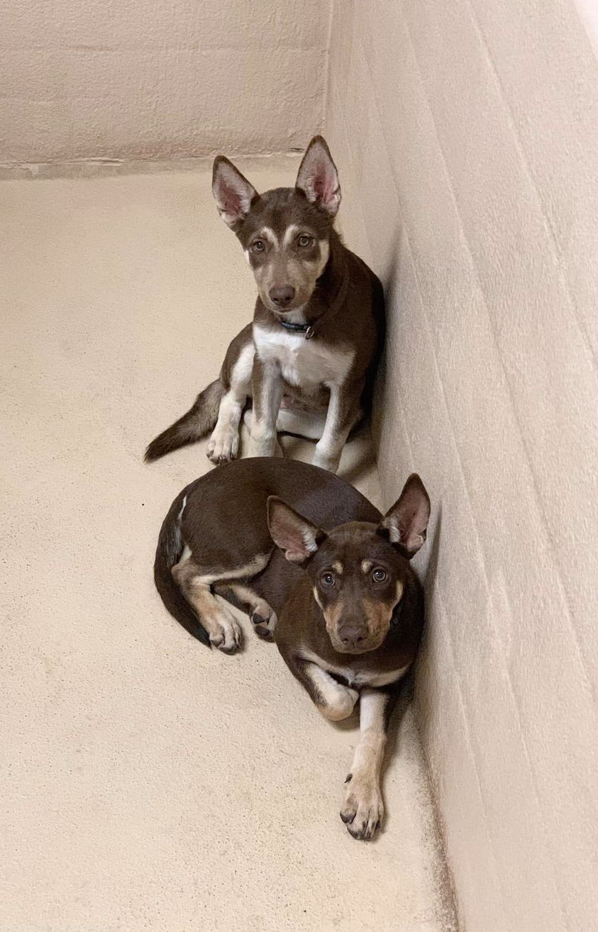 Five-month-old shepherd puppies breeder could not sell surrendered to Texas shelter