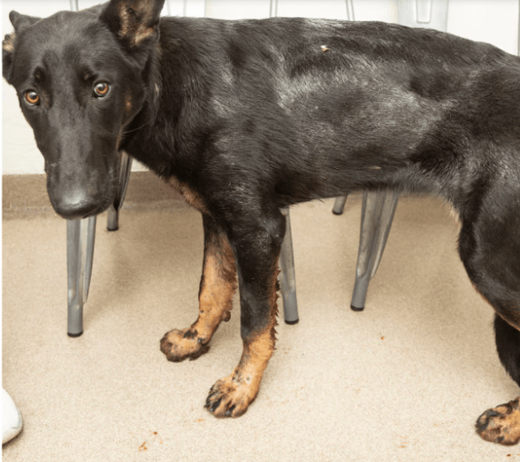 gsd-az