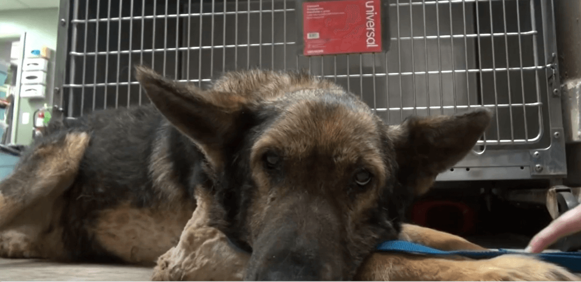 Deputies find German shepherd, locked in outdoor kennel, alone for a month after death of owner