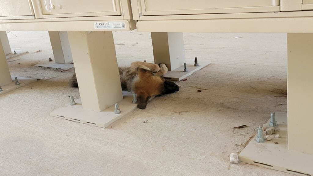 gsd-puppies-2