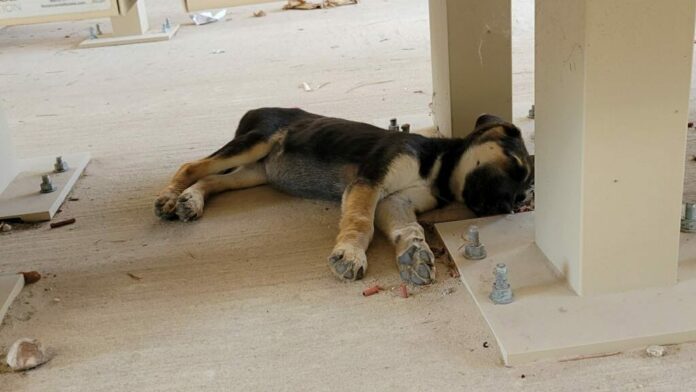 Puppies abandoned in cardboard box in Texas town need help before it’s too late