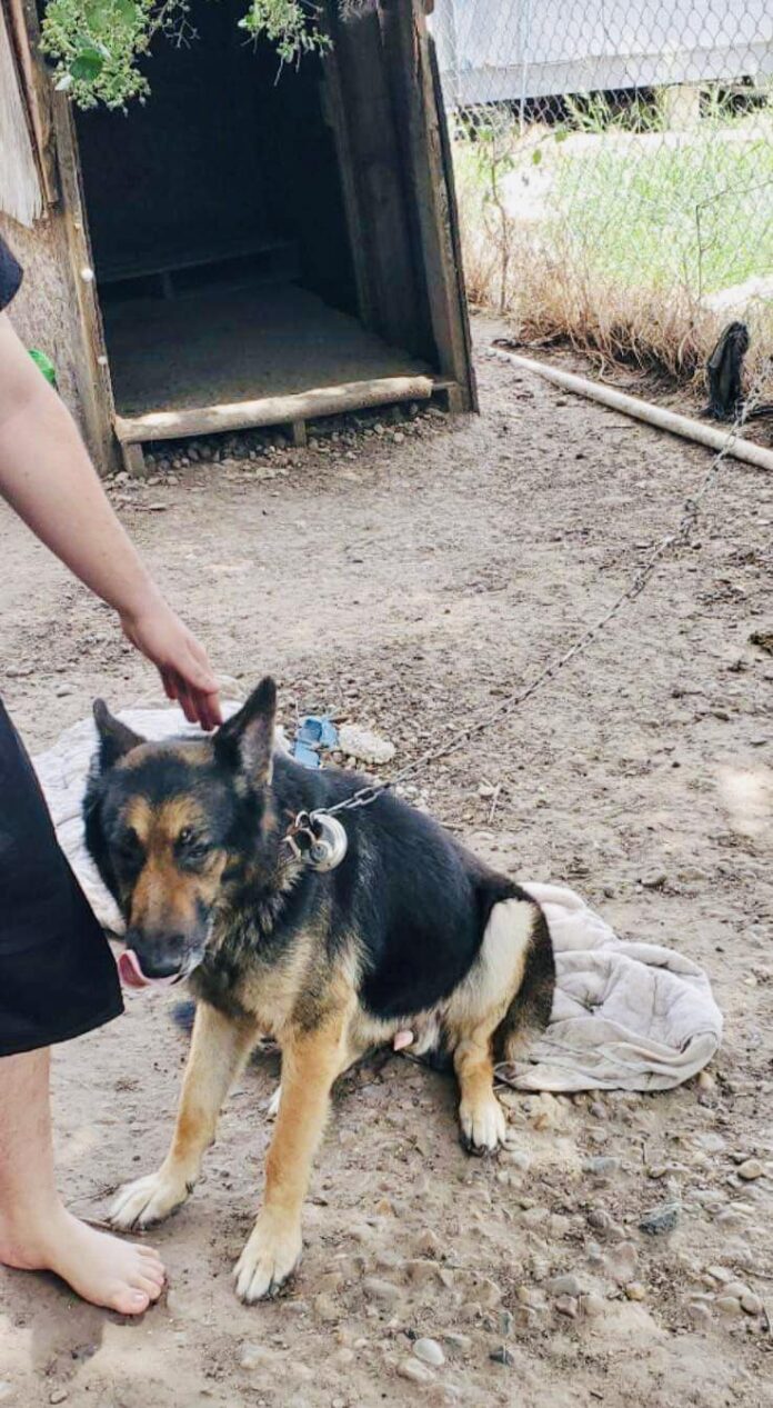 Years of loyalty only to be rewarded by neglect and a small sign advertising ‘free dog’