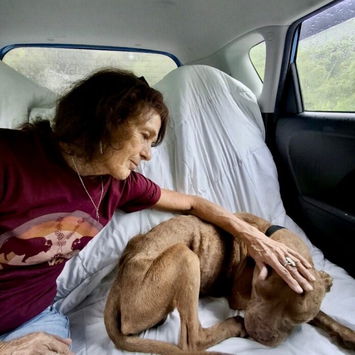 Kind action from quiet heroes leads to rescue of starving stray wandering in middle of nowhere