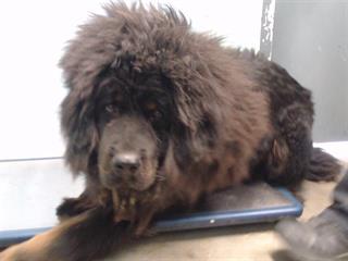Bonded Tibetan Mastiff’s surrendered to overcrowded shelter and in need of rescue soon
