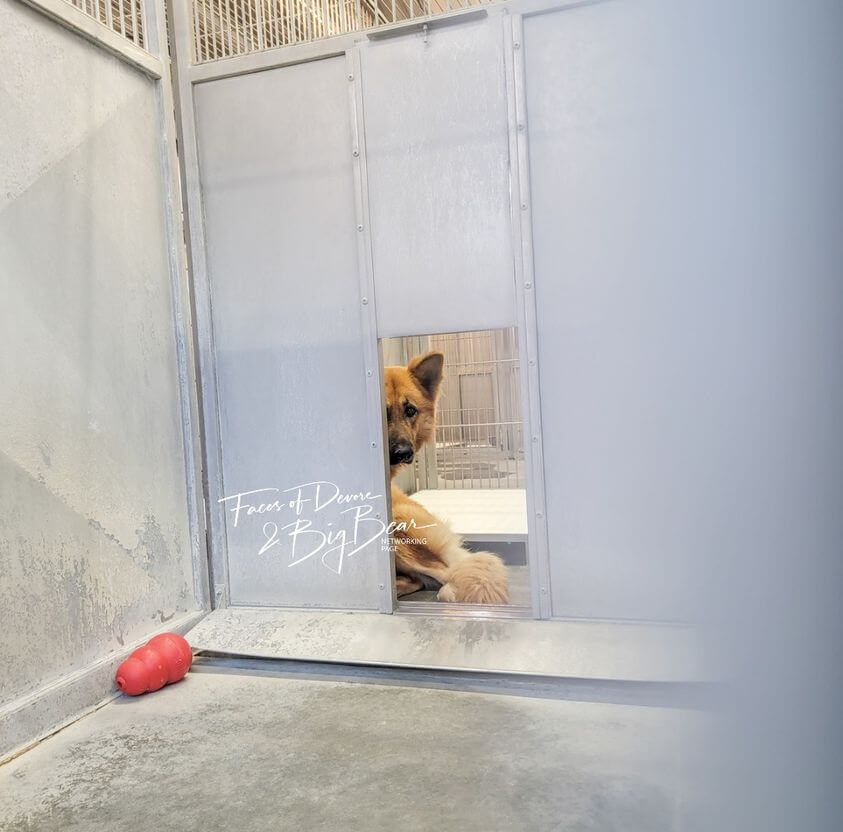 Heartbreaking to watch shelter dog so scared he’s afraid to face the world