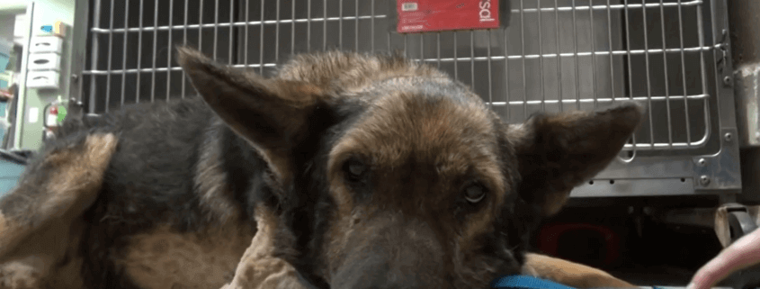 UPDATE: Shepherd who survived in outdoor pen for month after owner’s death finds new home