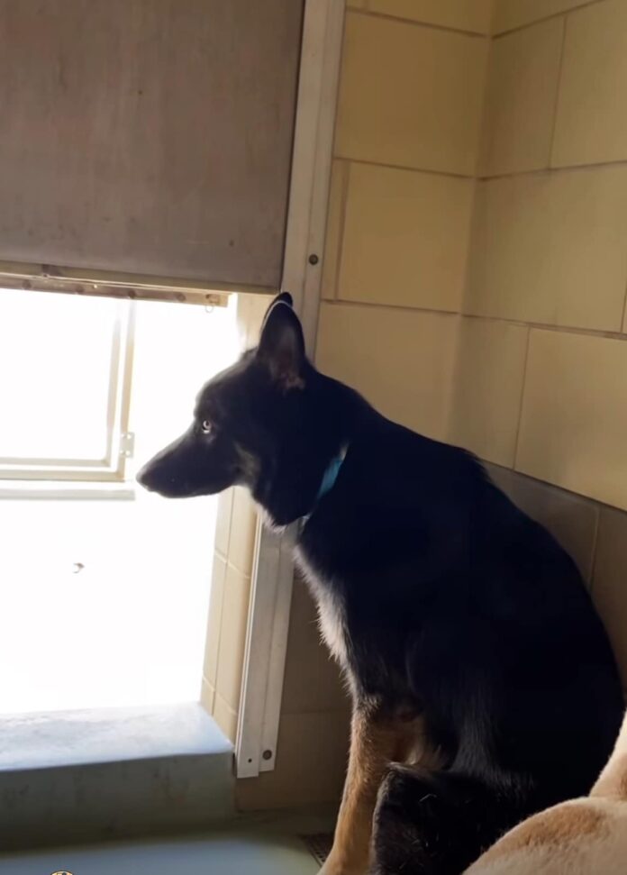 Beyond heartbreaking: Puppy just stares out his kennel shelter door waiting for his owner