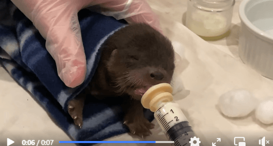 Three-legged pup fighting cancer jumps into river and saves a week old baby otter