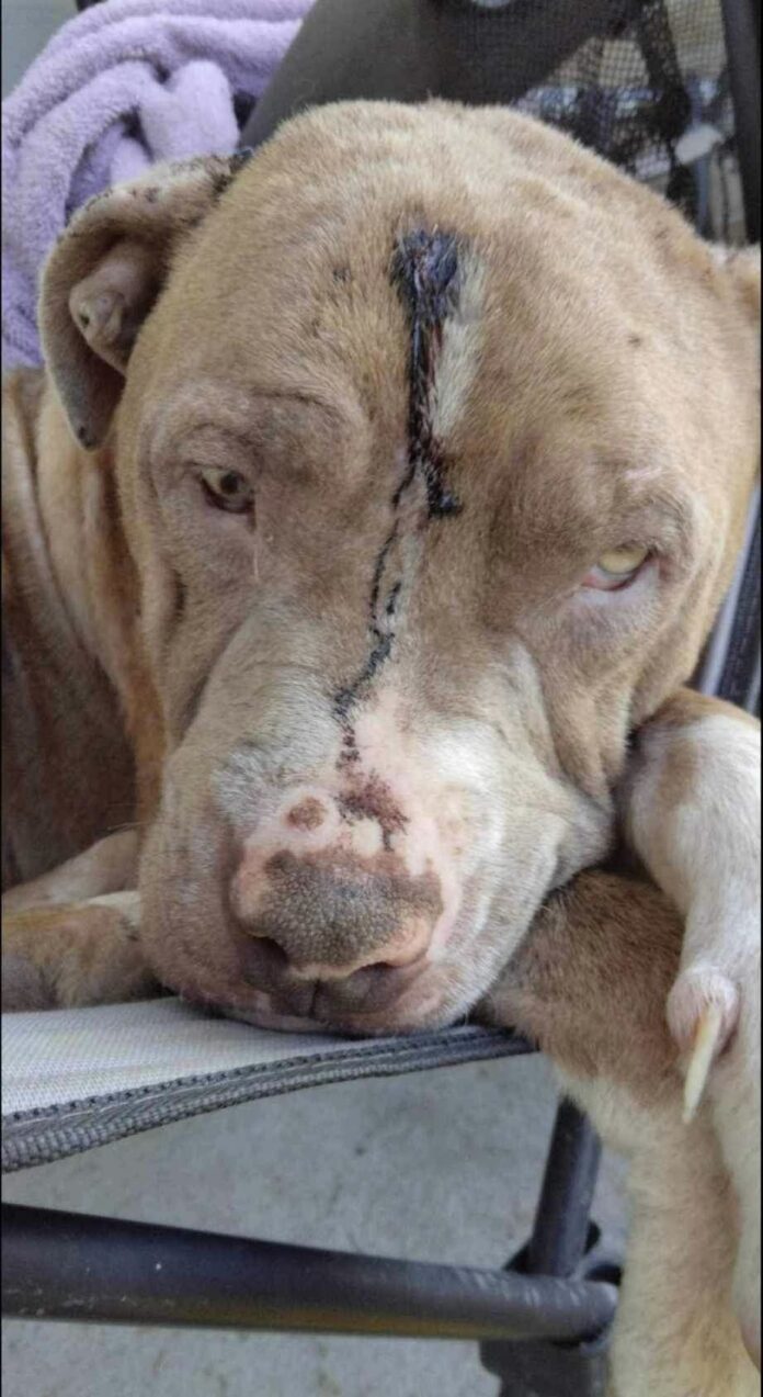 UPDATE: Lil Gus Gus’ life of misery after being shot in the head is over and our hearts are smiling