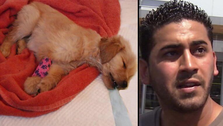 Puppy peddler ordered to pay $200K in restitution for selling sick and dying puppies