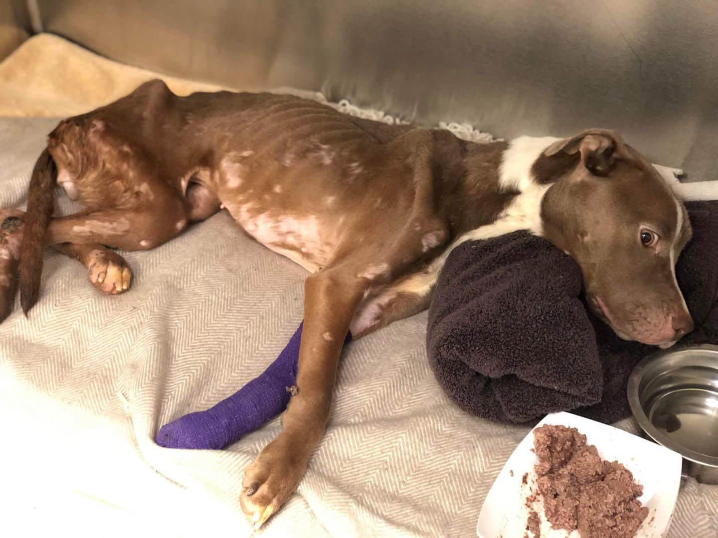 What happened to Gwendolyn? Dog adopted from same shelter months ago is now a skeleton