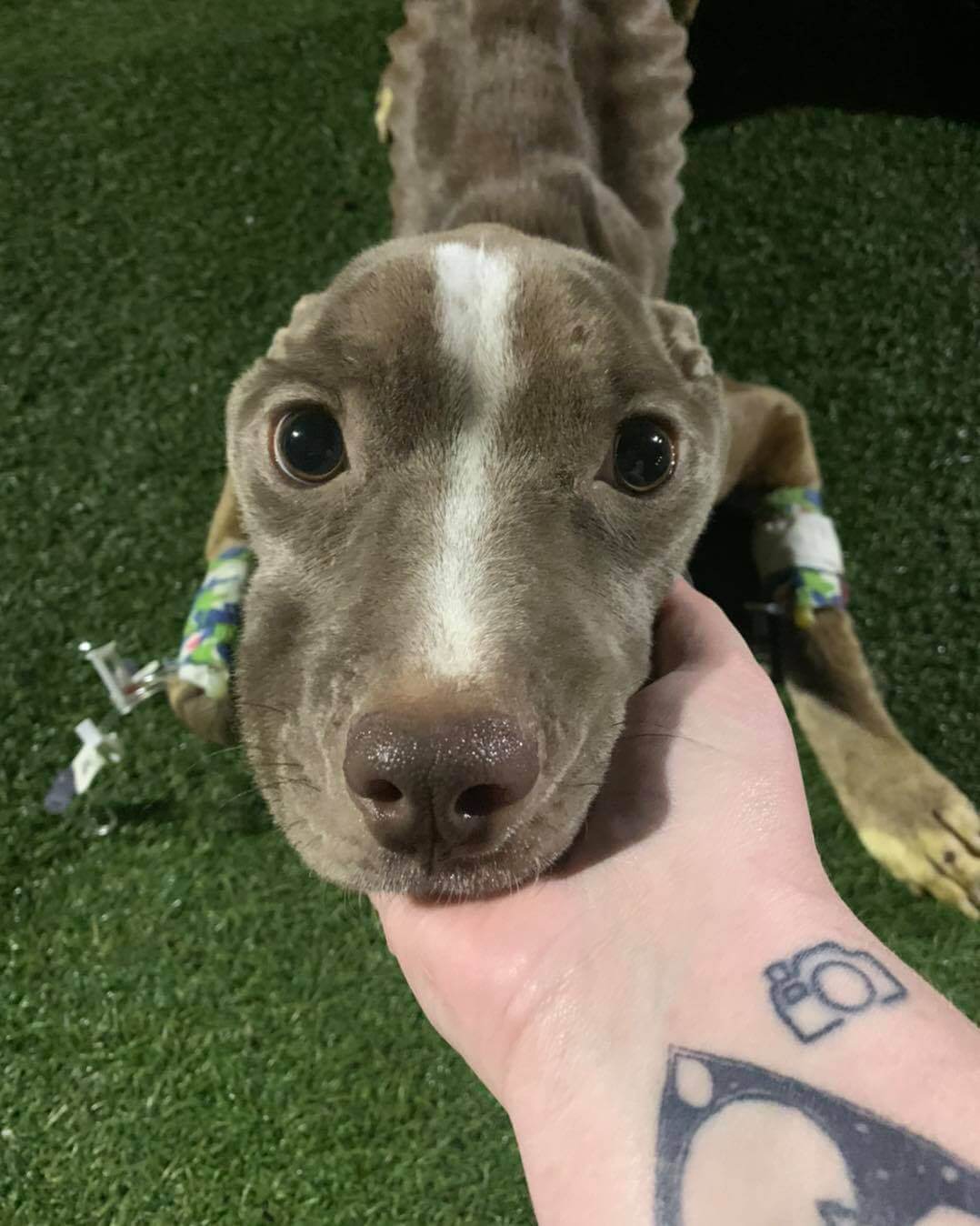 Update on skeletal Gwendolyn the dog adopted from same shelter found near dumpster