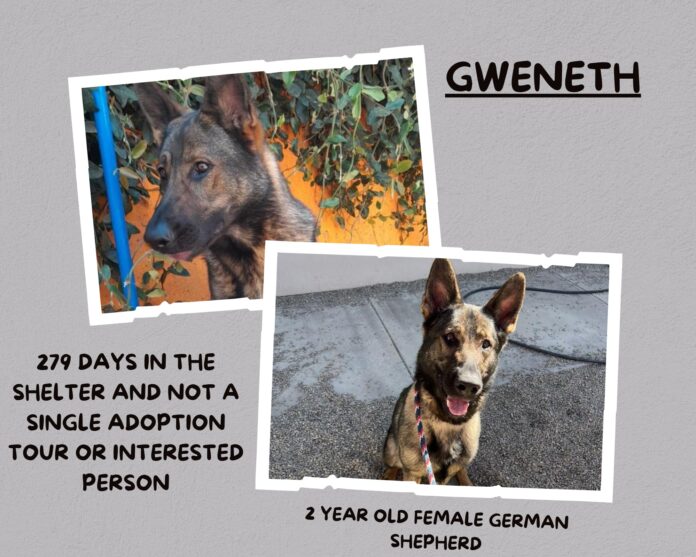 So heartbreaking that no one wants to adopt young shepherd at shelter for 280 days