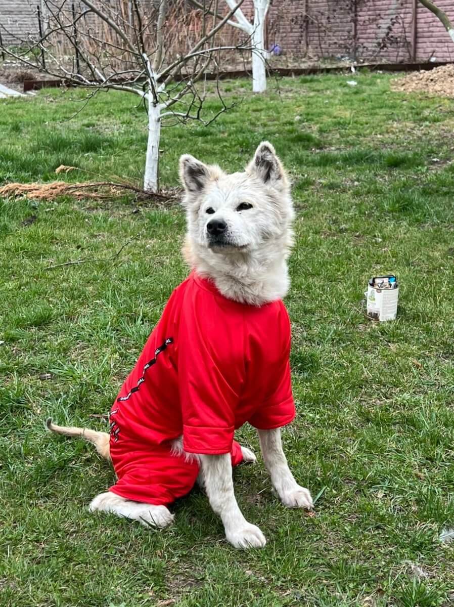 Hachiko of Makariv1