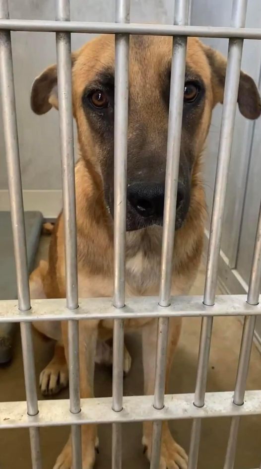 One last day at Fort Worth shelter for one-year-old shepherd failed by humans three times