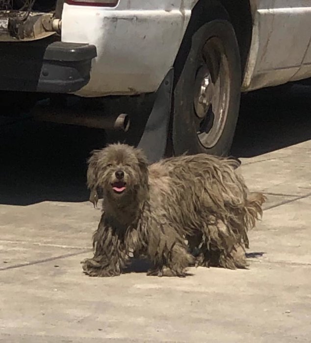 Suffering pup hid under trailers for more than a year until someone cared