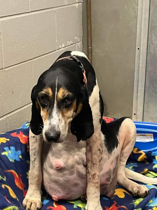 Heartless owners surrendered pregnant dog in labor distress to shelter but help came …