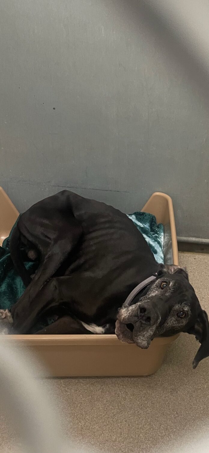 Senior Great Dane in imminent need of rescue out of crowded California shelter