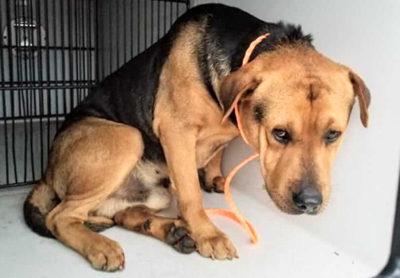 No time to mourn: Dog’s owner died and pup surrendered to Texas shelter