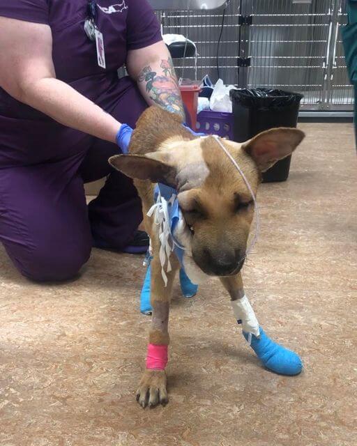 Update: Abused pup in Texas who ‘ran for her life’ shows glimmer of hope