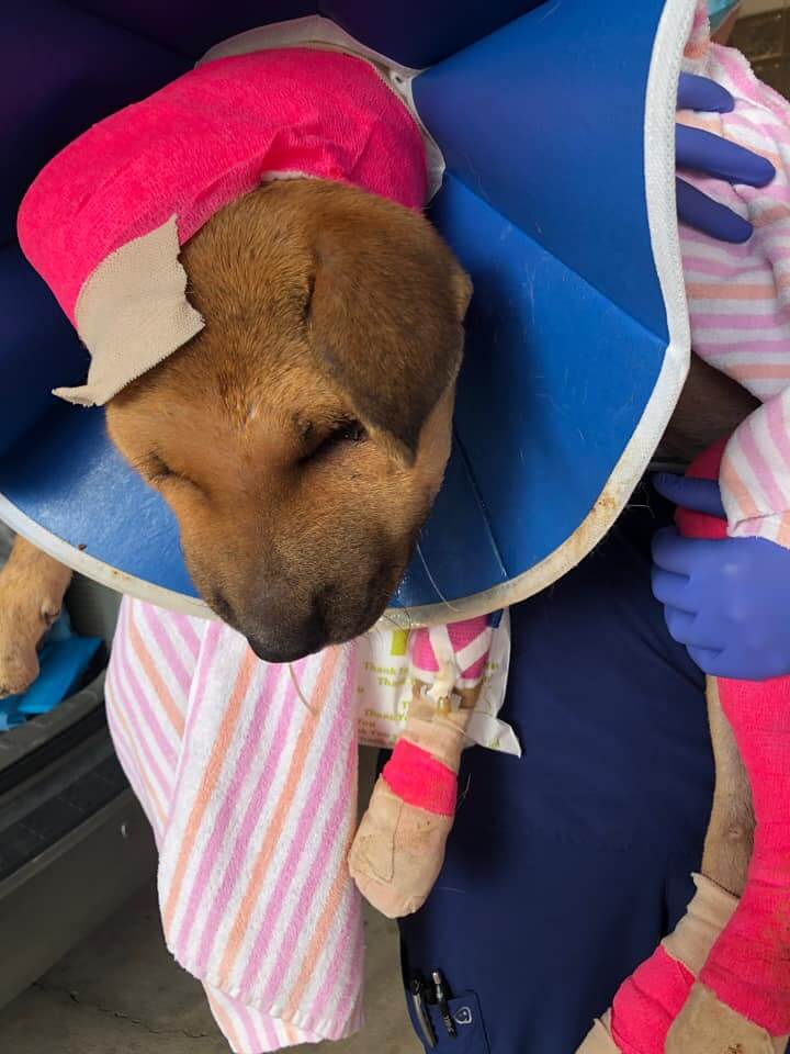 UPDATE: Texas abused dog who ‘ran for her life’ hoping for miracle