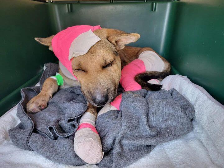 hanna-the-dog-update1-1