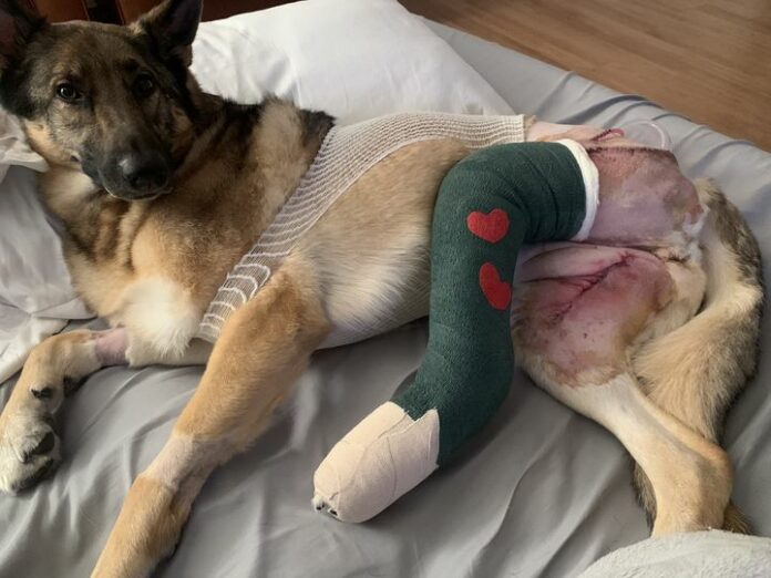 Akron woman facing double digit expenses after dog nearly loses leg while with ‘Rover’ sitter