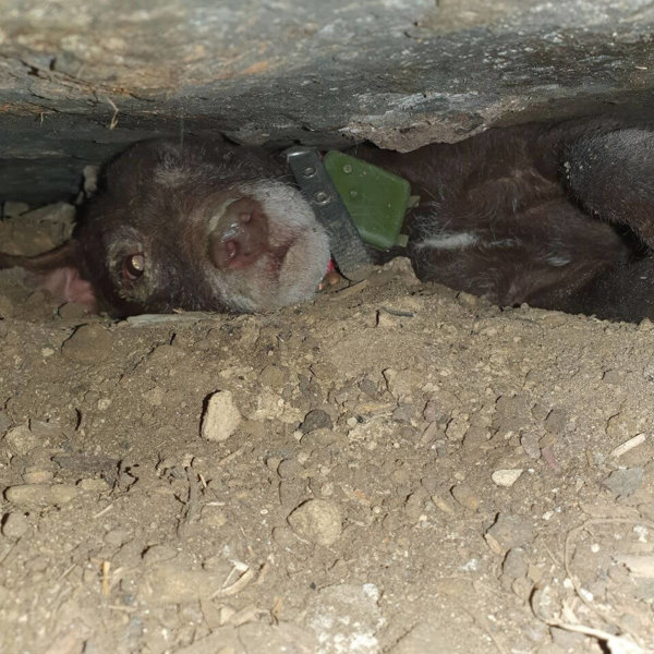 Dog trapped under collapsed concrete floor